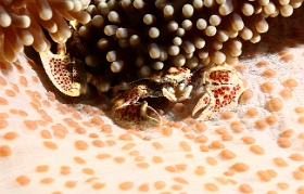 Komodo 2016 - Spotted porcelain crab - Crabe porcelaine - Neopetrolisthes macalatus - IMG_7096_rc